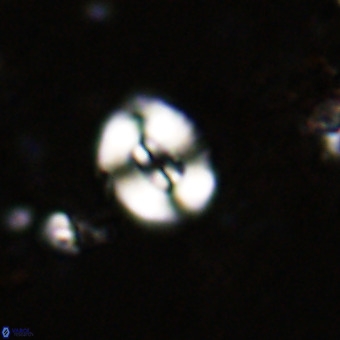 Watznaueria fossacincta VR 20453