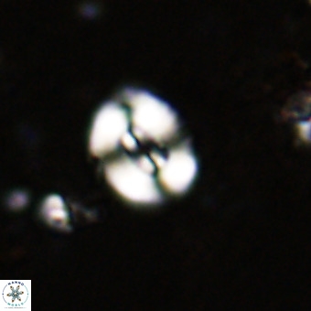 Watznaueria fossacincta VR 20453