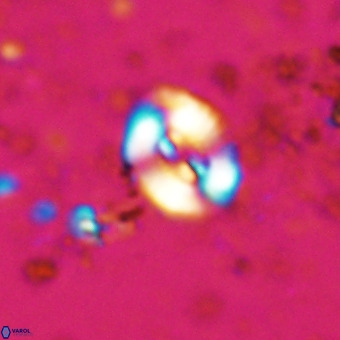 Watznaueria fossacincta VR 20454