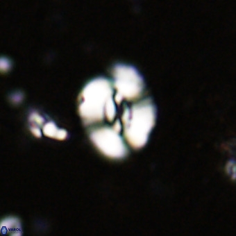 Watznaueria fossacincta VR 20456