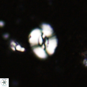Watznaueria fossacincta VR 20456