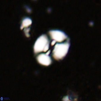 Watznaueria fossacincta VR 20459