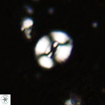 Watznaueria fossacincta VR 20459