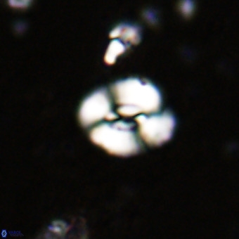 Watznaueria fossacincta VR 20460