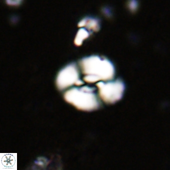 Watznaueria fossacincta VR 20460