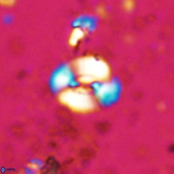 Watznaueria fossacincta VR 20461