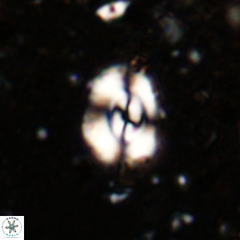 Watznaueria fossacincta VR 20463