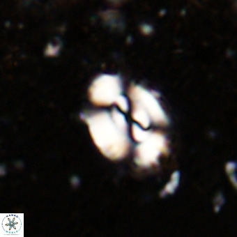 Watznaueria fossacincta VR 20464