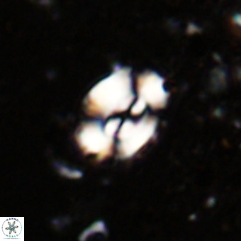 Watznaueria fossacincta VR 20467