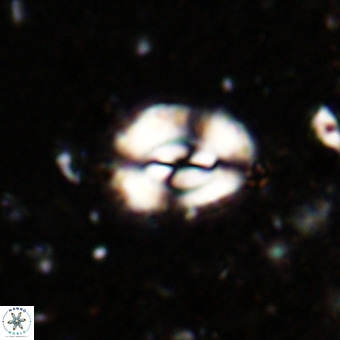 Watznaueria fossacincta VR 20468