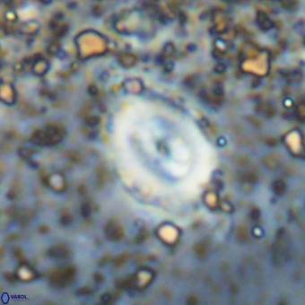 Watznaueria fossacincta VR 20475