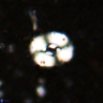 Watznaueria fossacincta VR 20841