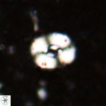 Watznaueria fossacincta VR 20841