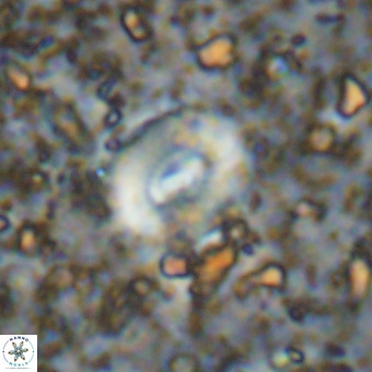 Watznaueria fossacincta VR 20822