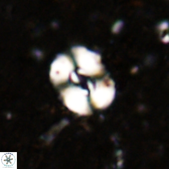 Watznaueria fossacincta VR 20829