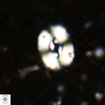 Watznaueria fossacincta VR 20833