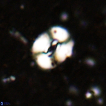 Watznaueria fossacincta VR 20838
