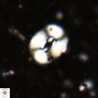 Watznaueria fossacincta VR 20838