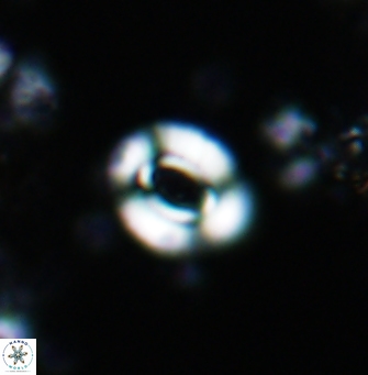 Watznaueria gresslyi 1425