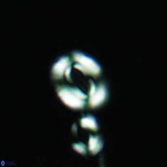 Watznaueria gresslyi 3526