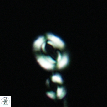 Watznaueria gresslyi 3526