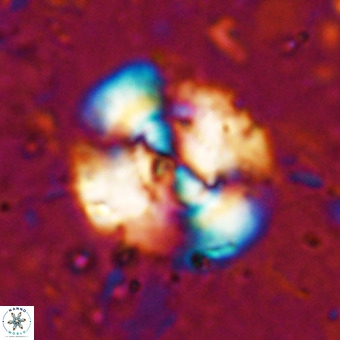 Watznaueria leesiae VR 21474