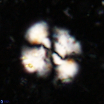 Watznaueria leesiae VR 21475