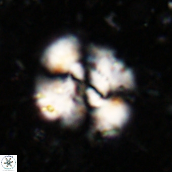 Watznaueria leesiae VR 21475