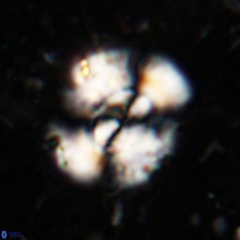 Watznaueria leesiae VR 21476