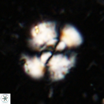 Watznaueria leesiae VR 21476