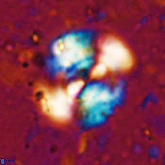 Watznaueria leesiae VR 21477