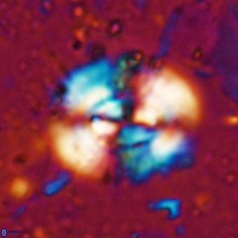 Watznaueria leesiae VR 21478