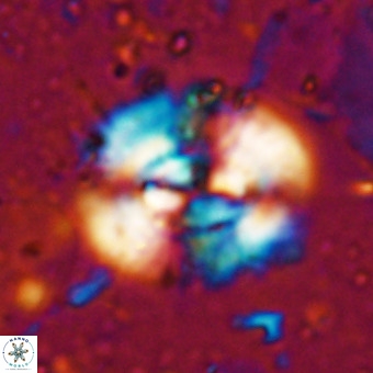 Watznaueria leesiae VR 21478