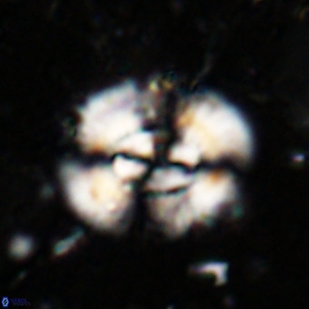 Watznaueria leesiae VR 21479
