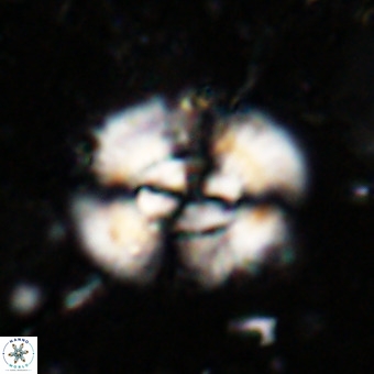 Watznaueria leesiae VR 21479