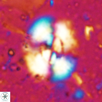 Watznaueria leesiae VR 21470