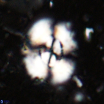 Watznaueria leesiae VR 21471