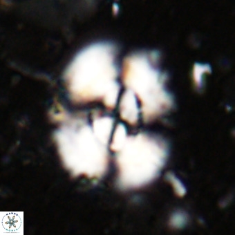 Watznaueria leesiae VR 21471