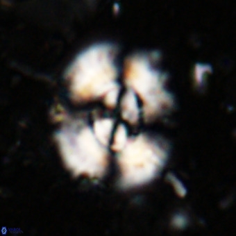 Watznaueria leesiae VR 21472