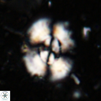 Watznaueria leesiae VR 21472