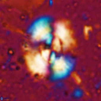 Watznaueria leesiae VR 21473