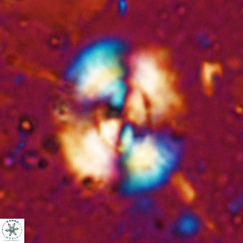 Watznaueria leesiae VR 21473