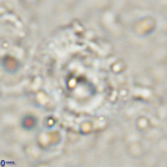 Watznaueria leesiae VR 21486