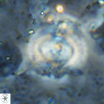 Watznaueria leesiae VR 21487