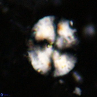 Watznaueria leesiae VR 21480