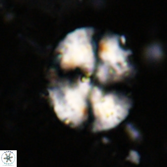 Watznaueria leesiae VR 21480