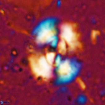 Watznaueria leesiae VR 21482