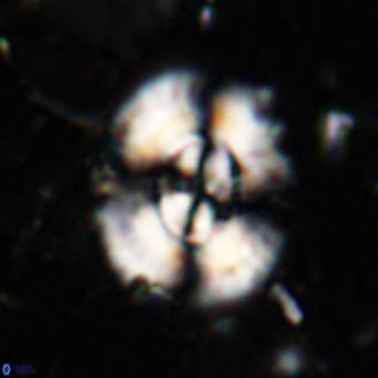 Watznaueria leesiae VR 21483
