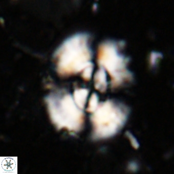 Watznaueria leesiae VR 21483