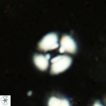 Watznaueria martelae 16209